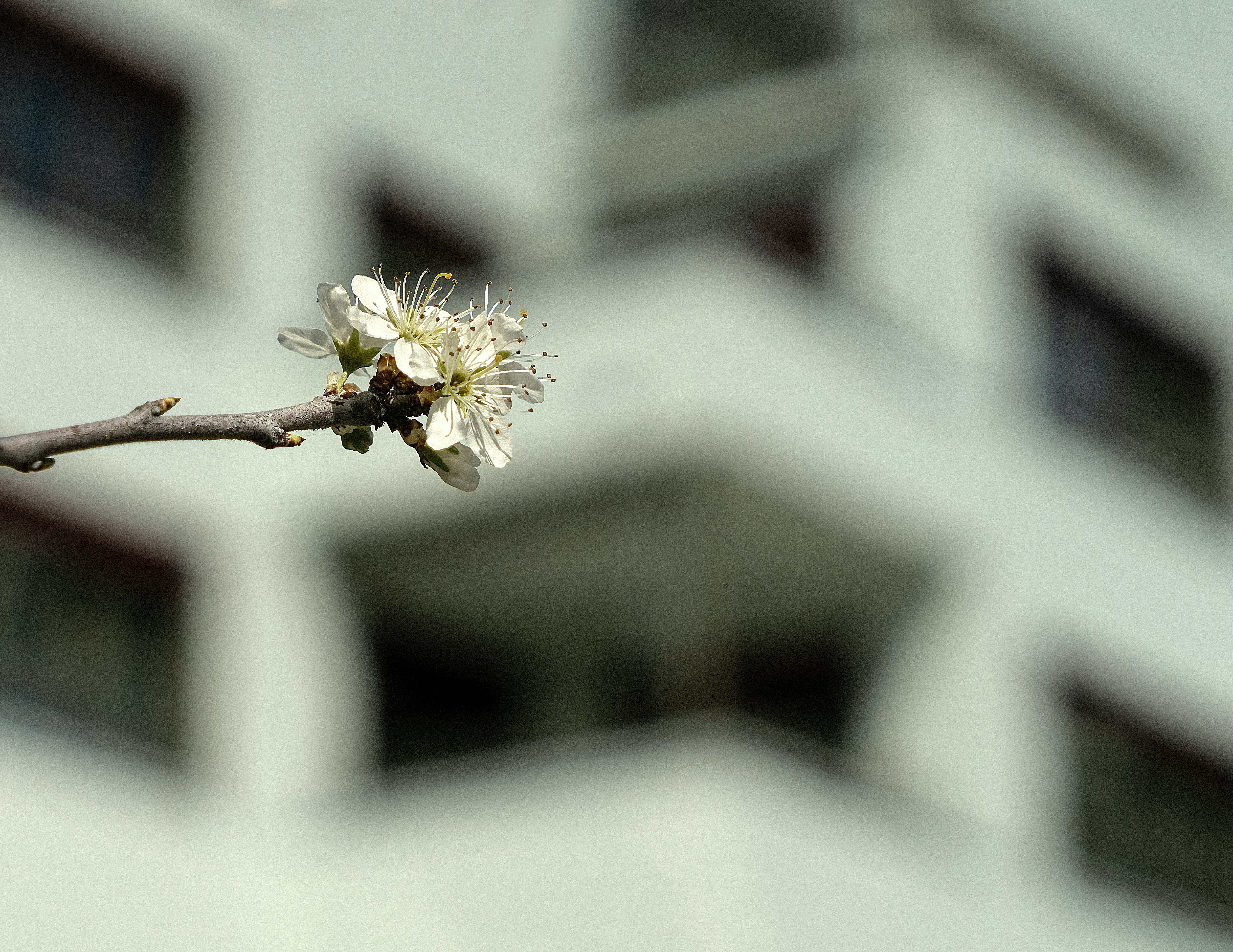 white flower on brown stem